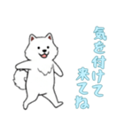 [気を付けて来てね専用]サモエド（個別スタンプ：9）