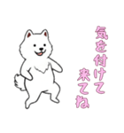 [気を付けて来てね専用]サモエド（個別スタンプ：10）
