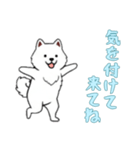 [気を付けて来てね専用]サモエド（個別スタンプ：11）
