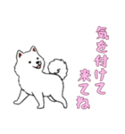 [気を付けて来てね専用]サモエド（個別スタンプ：12）