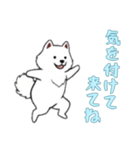[気を付けて来てね専用]サモエド（個別スタンプ：13）