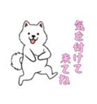 [気を付けて来てね専用]サモエド（個別スタンプ：14）