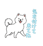 [気を付けて来てね専用]サモエド（個別スタンプ：15）