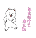 [気を付けて来てね専用]サモエド（個別スタンプ：16）