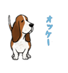 [オッケー専用]バセットハウンド（個別スタンプ：12）