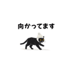 今夜配信いこ？白ニット帽の黒猫スタンプ（個別スタンプ：19）