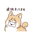 気持ちが伝わりやすい柴犬（個別スタンプ：14）