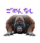 オラウータンの日常スタンプ！3Dリアル（個別スタンプ：4）