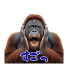 オラウータンの日常スタンプ！3Dリアル（個別スタンプ：6）
