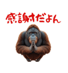 オラウータンの日常スタンプ！3Dリアル（個別スタンプ：10）