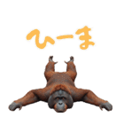 オラウータンの日常スタンプ！3Dリアル（個別スタンプ：19）