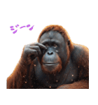 オラウータンの日常スタンプ！3Dリアル（個別スタンプ：24）