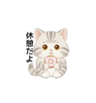 使いやすいアメリカンショートヘア（個別スタンプ：15）