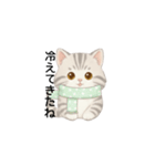 使いやすいアメリカンショートヘア（個別スタンプ：30）