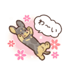 ゆるほわダックス◆シルバー◆日常会話（個別スタンプ：19）