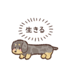 ゆるほわダックス◆シルバー◆日常会話（個別スタンプ：37）