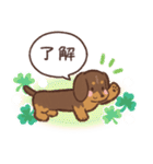 ゆるほわダックス◆チョコタン◆日常会話（個別スタンプ：1）