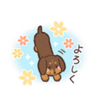 ゆるほわダックス◆チョコタン◆日常会話（個別スタンプ：5）