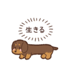 ゆるほわダックス◆チョコタン◆日常会話（個別スタンプ：37）