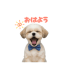 シーズー日常使いスタンプ（個別スタンプ：3）