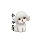 ふわふわトイプードル グレー（日常会話）（個別スタンプ：19）