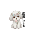 ふわふわトイプードル グレー（日常会話）（個別スタンプ：20）