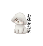 ふわふわトイプードル グレー（日常会話）（個別スタンプ：25）