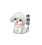 ふわふわトイプードル グレー（日常会話）（個別スタンプ：26）