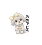 ふわふわトイプードル グレー（日常会話）（個別スタンプ：36）