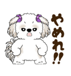 シーズー犬 2025 「北海道弁」（個別スタンプ：33）
