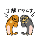 したっぱ可愛いやんすダックス（個別スタンプ：3）