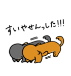 したっぱ可愛いやんすダックス（個別スタンプ：12）