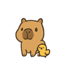 雨の日カピバラとひよこ（個別スタンプ：1）
