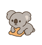 こあくまコアラじゃなくてほっこりコアラ（個別スタンプ：12）