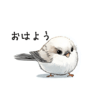 ステッカー風 可愛いシマエナガスタンプ（個別スタンプ：1）