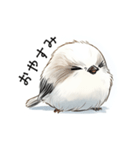 ステッカー風 可愛いシマエナガスタンプ（個別スタンプ：2）