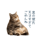 実写ねこ彼氏【面白い・カップル】（個別スタンプ：1）