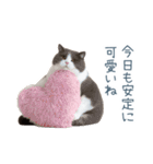 実写ねこ彼氏【面白い・カップル】（個別スタンプ：4）