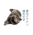 実写ねこ彼氏【面白い・カップル】（個別スタンプ：6）