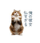 実写ねこ彼氏【面白い・カップル】（個別スタンプ：10）