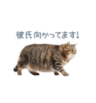 実写ねこ彼氏【面白い・カップル】（個別スタンプ：15）