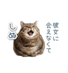 実写ねこ彼氏【面白い・カップル】（個別スタンプ：16）