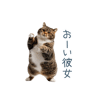 実写ねこ彼氏【面白い・カップル】（個別スタンプ：17）