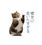 実写ねこ彼氏【面白い・カップル】（個別スタンプ：18）