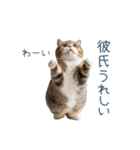 実写ねこ彼氏【面白い・カップル】（個別スタンプ：22）