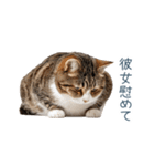 実写ねこ彼氏【面白い・カップル】（個別スタンプ：26）