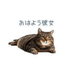 実写ねこ彼氏【面白い・カップル】（個別スタンプ：27）