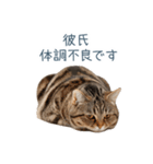 実写ねこ彼氏【面白い・カップル】（個別スタンプ：29）