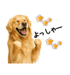 ゴールデンレトリバー★超便利な即返信！（個別スタンプ：1）