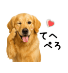 ゴールデンレトリバー★超便利な即返信！（個別スタンプ：2）